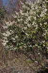 Mountain fetterbush